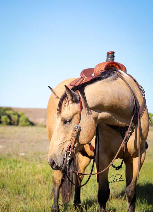 ranch-work-quarter-horse