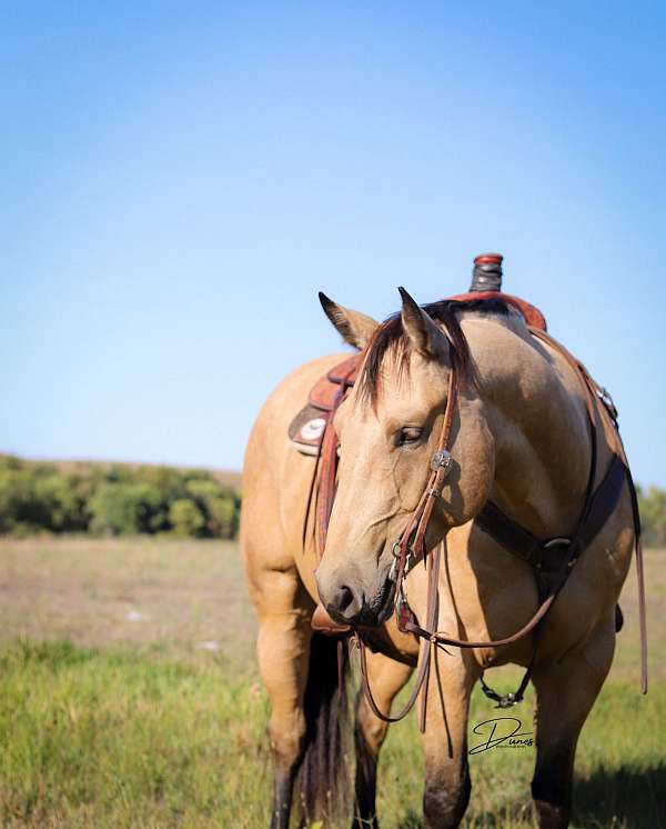 roping-quarter-horse