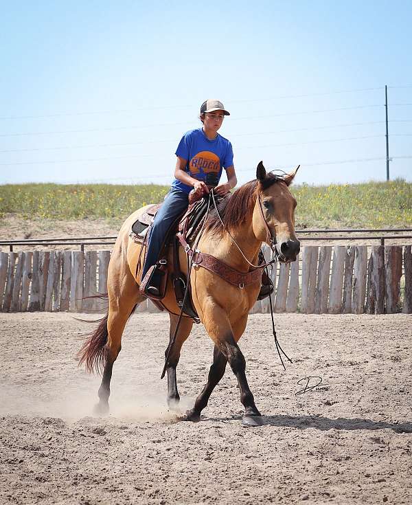 western-riding-quarter-horse