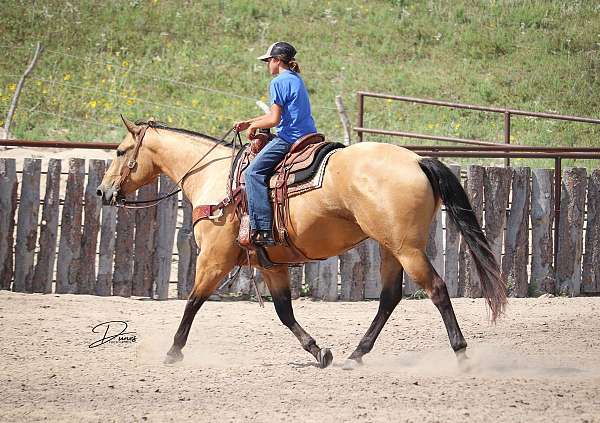 trail-riding-quarter-horse