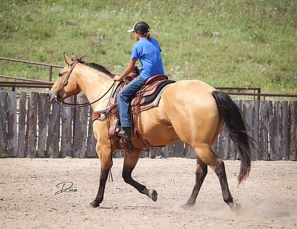 working-cattle-quarter-horse