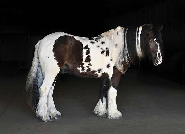 athletic-gypsy-vanner-horse