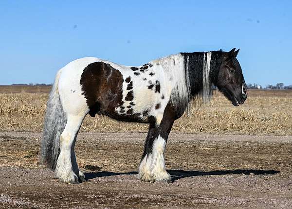 flashy-gypsy-vanner-horse