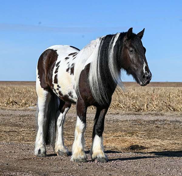 husband-safe-gypsy-vanner-horse