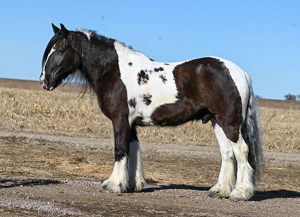 parade-gypsy-vanner-horse