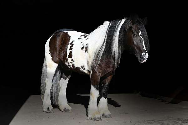 performance-gypsy-vanner-horse