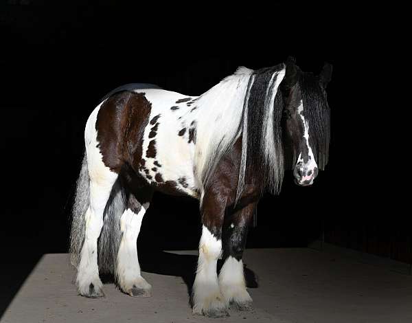 ranch-work-gypsy-vanner-horse