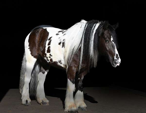 ridden-english-gypsy-vanner-horse