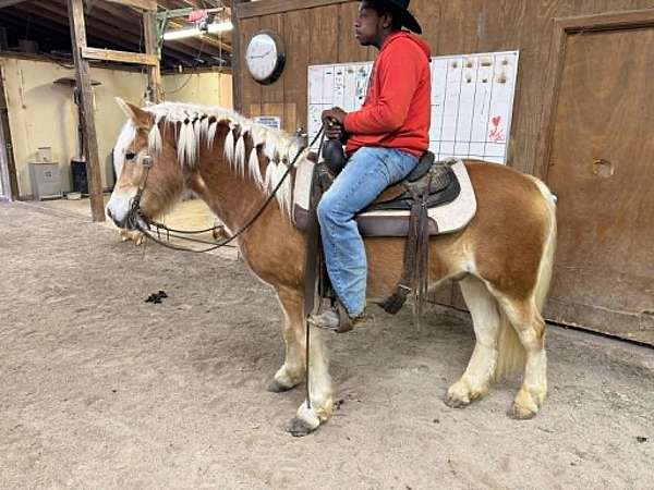 haflingers-for-sale-horse