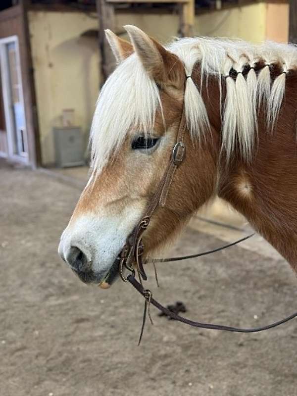 driving-horses-for-sale-haflinger