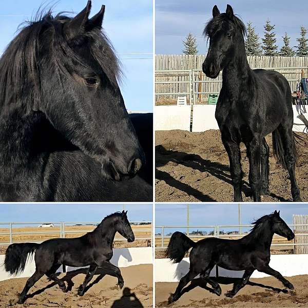 black-friesian-colt