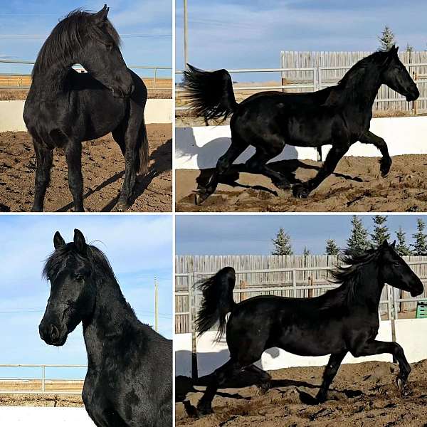 pilgrim-friesian-horse