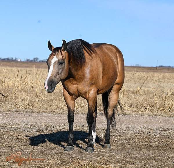 athletic-quarter-horse