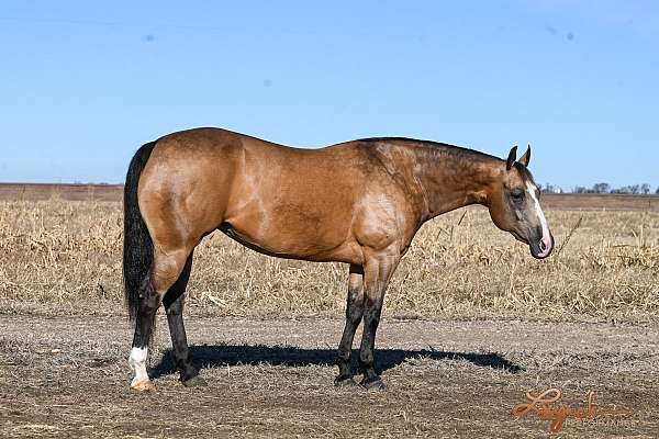 performance-quarter-horse