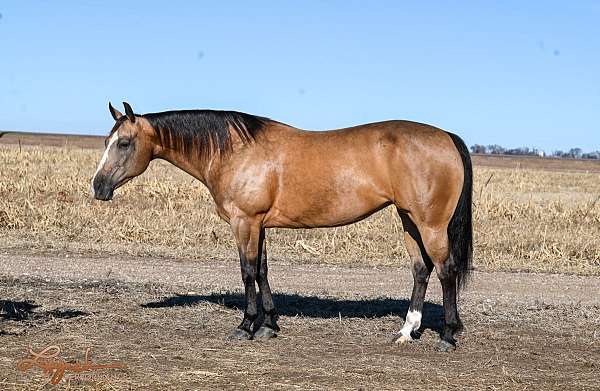 ranch-versatility-quarter-horse