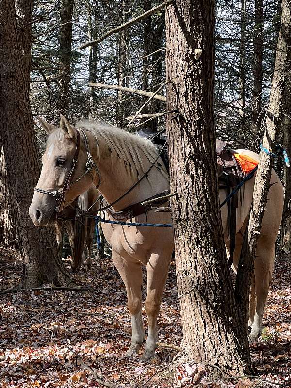 athletic-quarter-horse