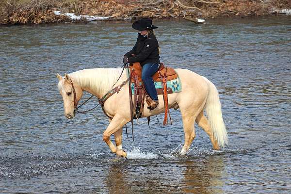 husband-safe-quarter-horse