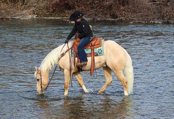 performance-quarter-horse