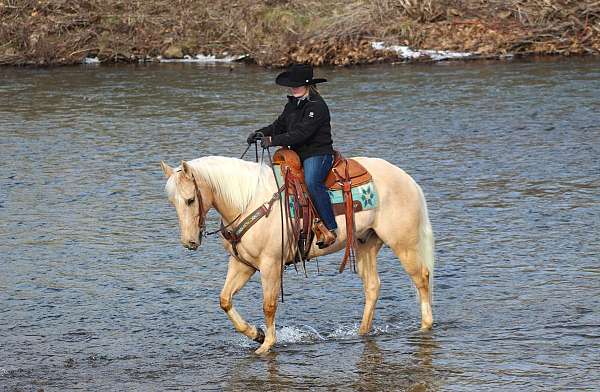 ridden-western-quarter-horse