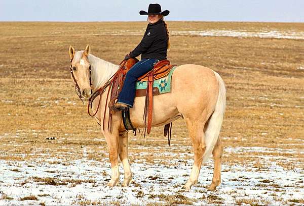 working-cattle-quarter-horse