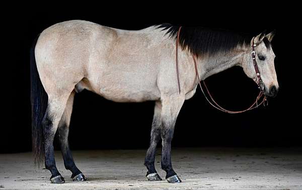 husband-safe-quarter-horse