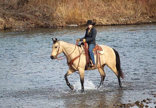 flashy-quarter-horse