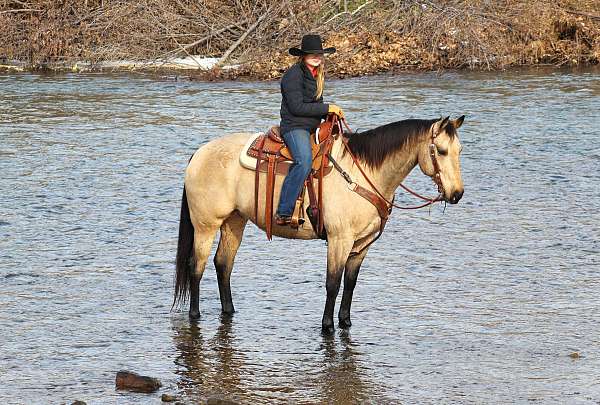 ranch-versatility-quarter-horse