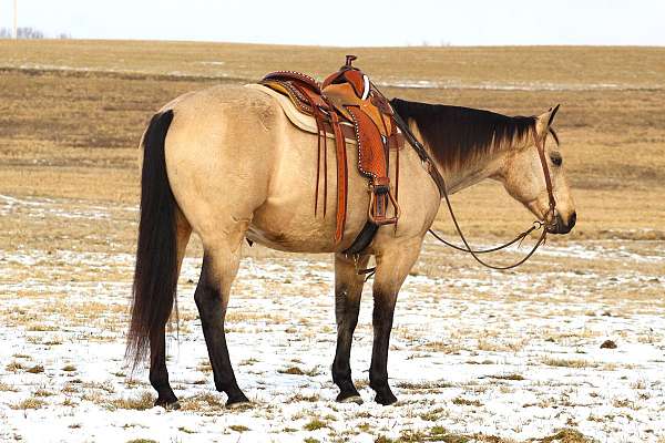 roping-quarter-horse