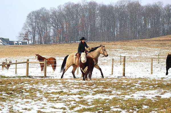 trail-riding-quarter-horse