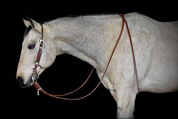 working-cattle-quarter-horse