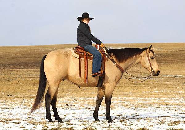 western-riding-quarter-horse