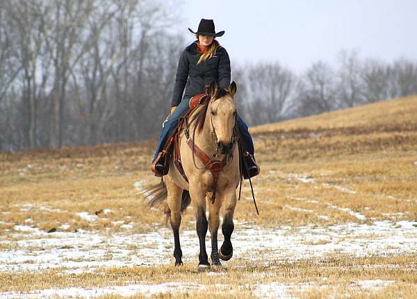 buckskin-quarter-horse-gelding