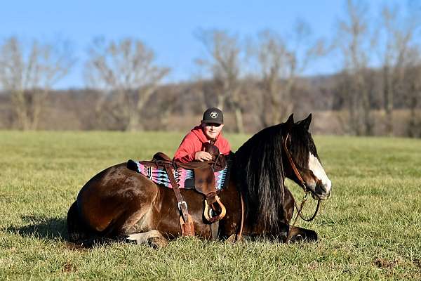 athletic-draft-horse