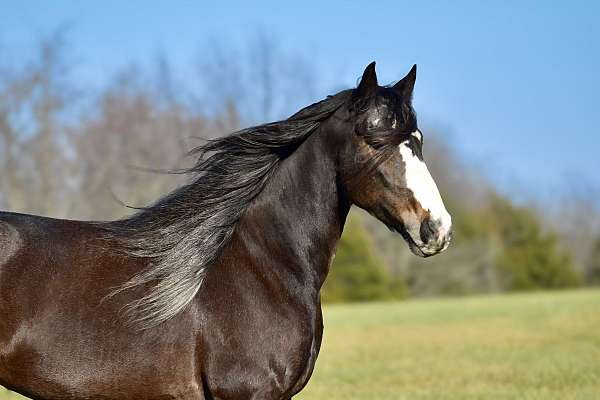 draft-horse