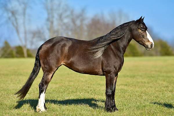 dressage-draft-horse