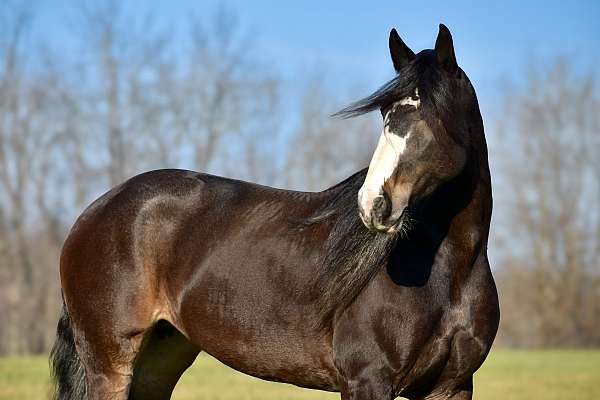 driving-draft-horse