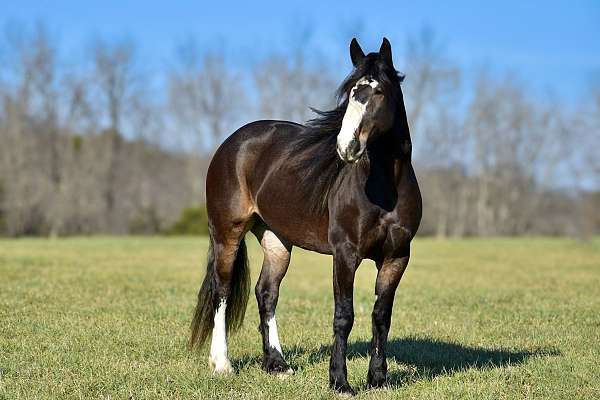 flashy-draft-horse