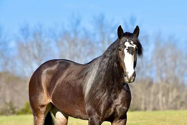 husband-safe-draft-horse