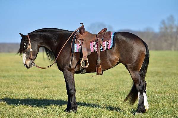 lesson-draft-horse