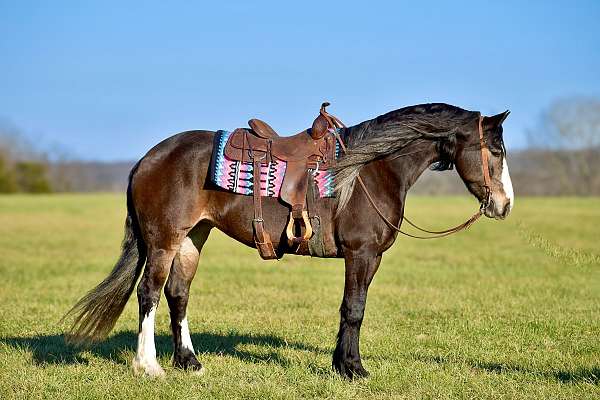 parade-draft-horse