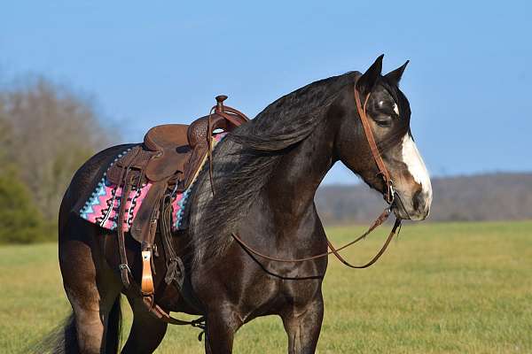 performance-draft-horse