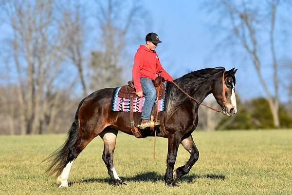 ranch-versatility-draft-horse