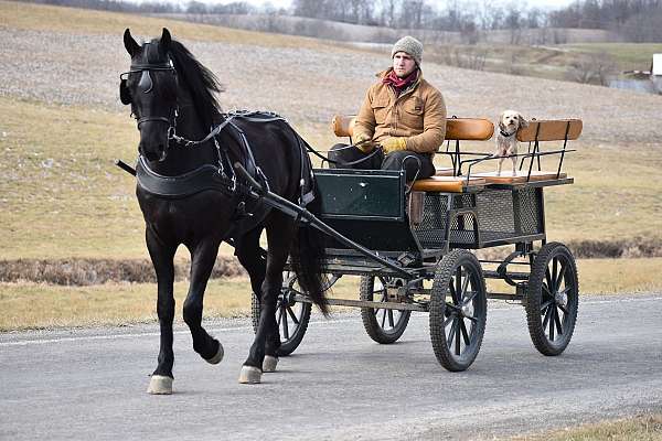 athletic-friesian-horse