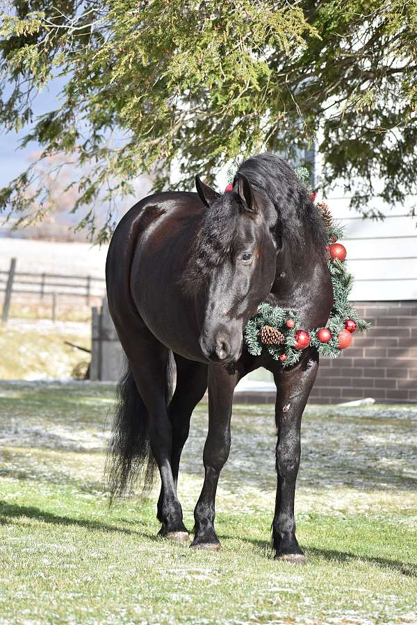 cross-friesian-horse