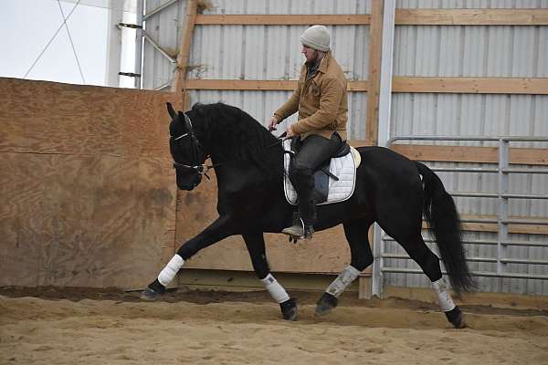 dressage-friesian-horse