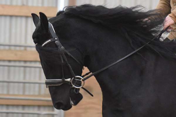 jumping-friesian-horse