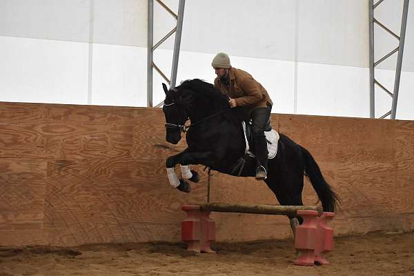 driving-friesian-horse