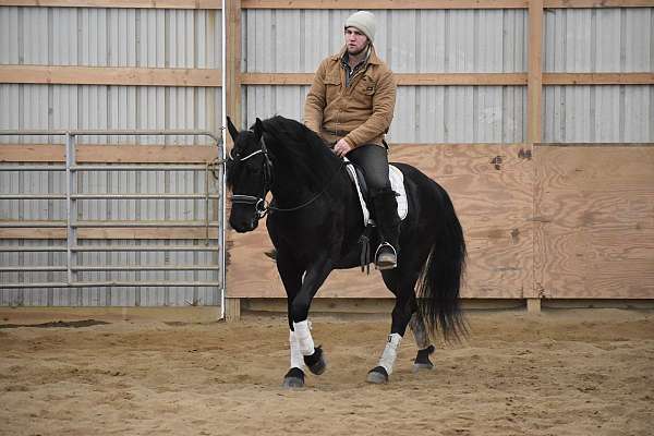 flashy-friesian-horse