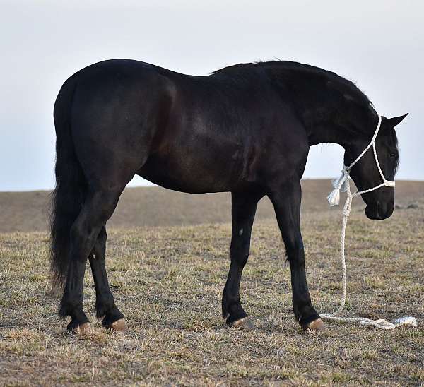 performance-friesian-horse