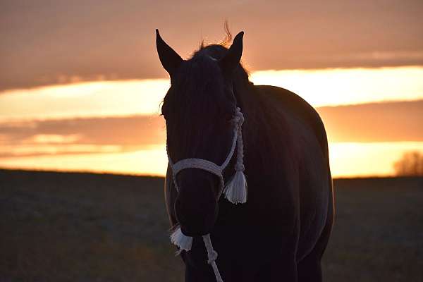 parade-friesian-horse